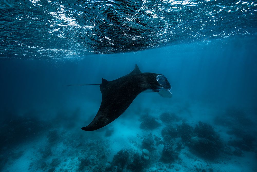 Manta Ray art print by Barathieu Gabriel for $57.95 CAD