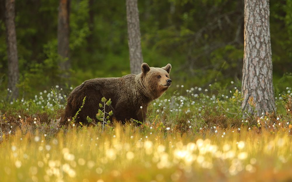 Brown Bear art print by Assaf Gavra for $57.95 CAD