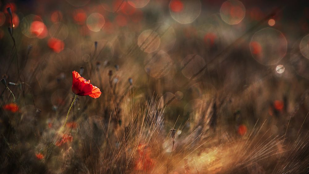 Poppy art print by Nicodemo Quaglia for $57.95 CAD