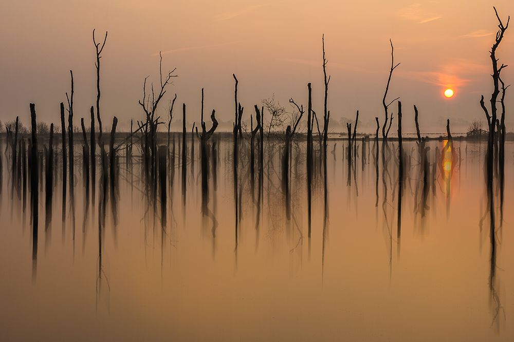 Drowned Forest ........... art print by Piet Haaksma for $57.95 CAD