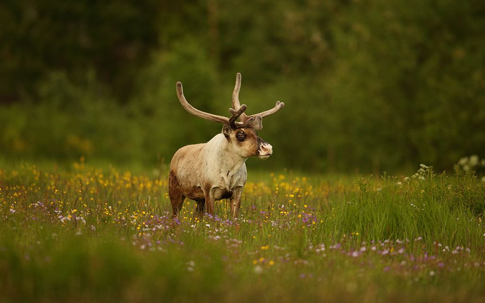 Caribou In Grass Land art print by Assaf Gavra for $57.95 CAD