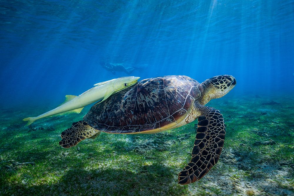 Sea Turtle art print by Barathieu Gabriel for $57.95 CAD