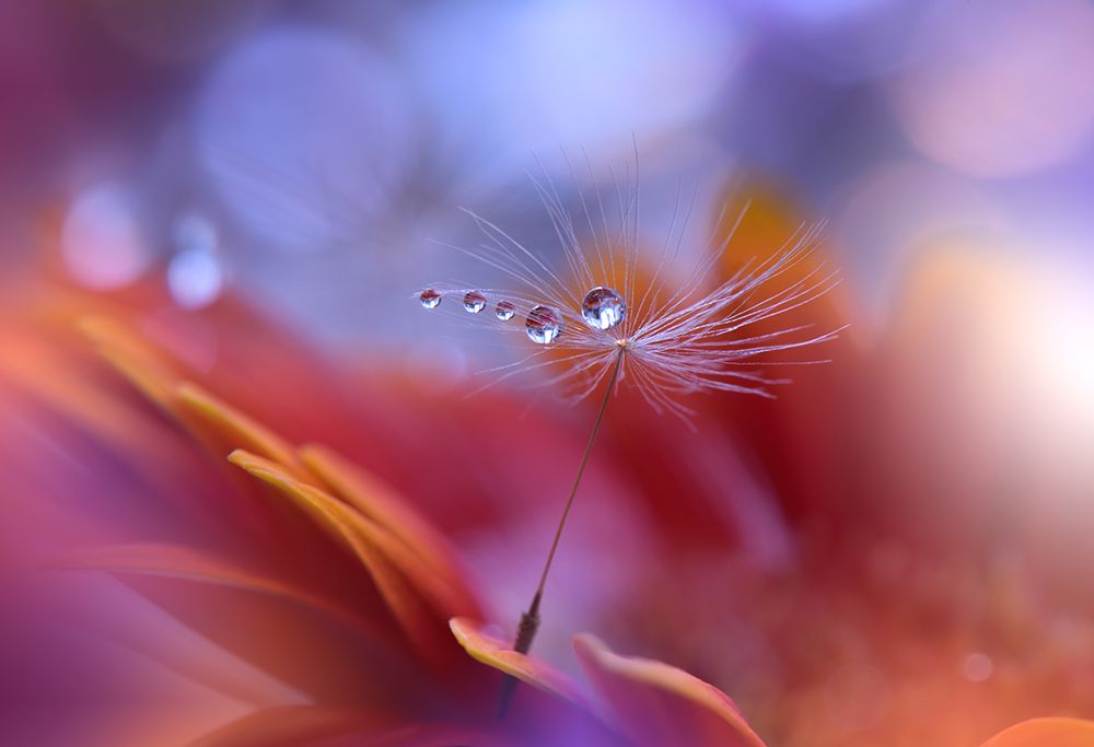 Dance In The Light... art print by Juliana Nan for $57.95 CAD