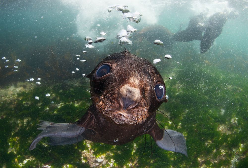 baby of the sea art print by Andrey Narchuk for $57.95 CAD