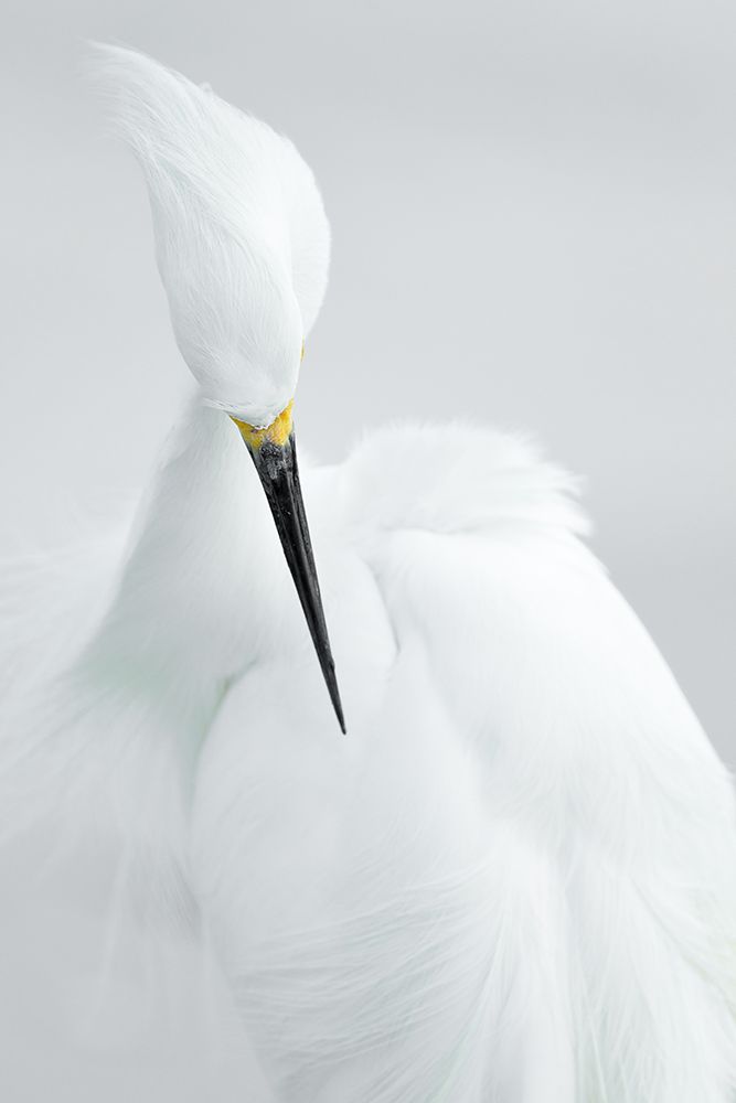 White beauty art print by Rostislav Kralik for $57.95 CAD
