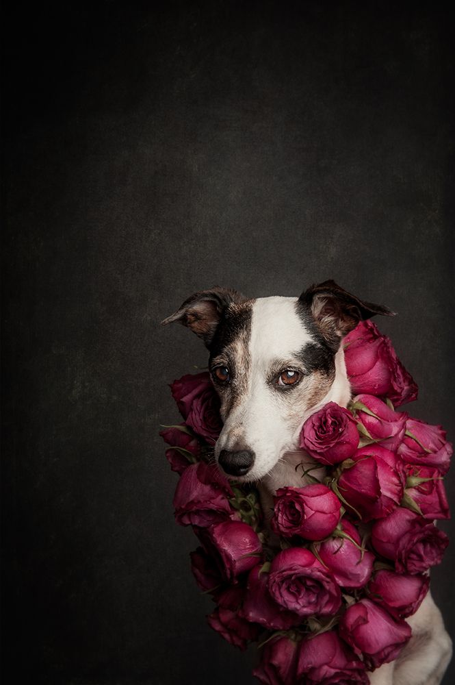 Rose Queen Ii art print by Heike Willers for $57.95 CAD