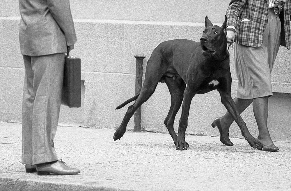 Great Dane Bodyguard-From The Series Qboy Meets Girlq art print by Dieter Matthes for $57.95 CAD