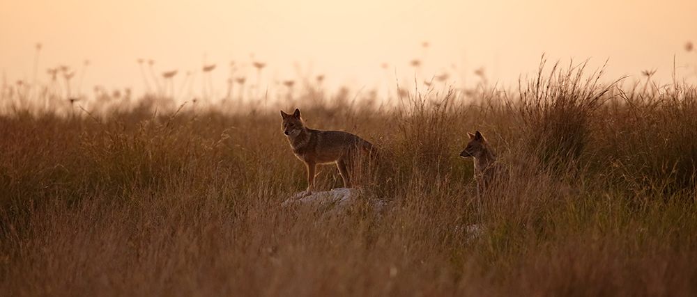 Dusk Jackals art print by Assaf Gavra for $57.95 CAD