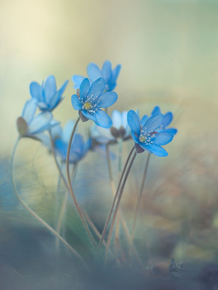 Memories Of A Spring art print by Davis Zandersons for $57.95 CAD