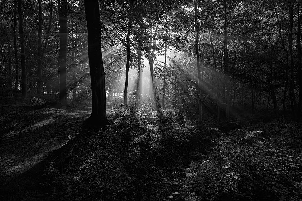 A Sunny Morning art print by Leif Londal for $57.95 CAD