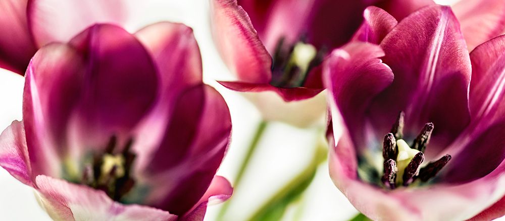 Tulips Iv art print by Bsmart for $57.95 CAD