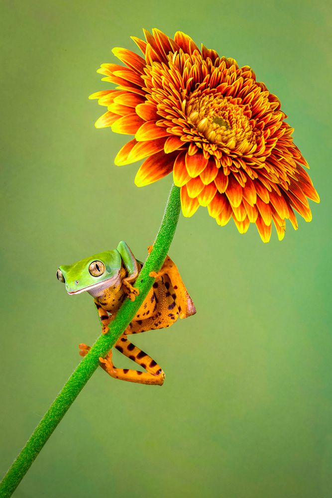 Just Hanging Around art print by Renee Doyle for $57.95 CAD