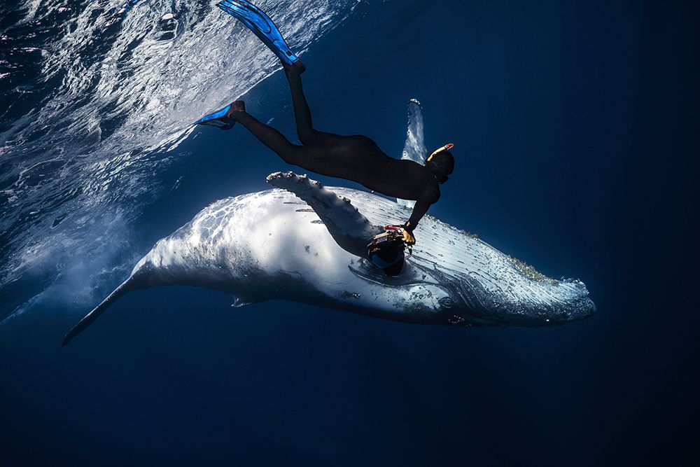 Dancing with whale art print by Barathieu Gabriel for $57.95 CAD