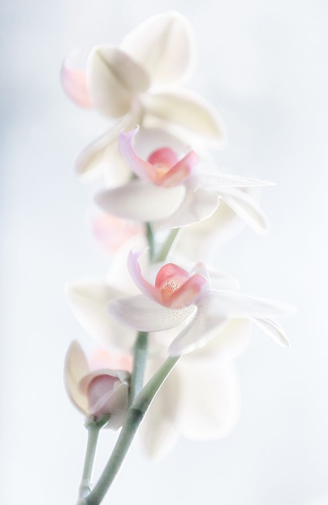 Pale Beauty art print by Peter Pfeiffer for $57.95 CAD