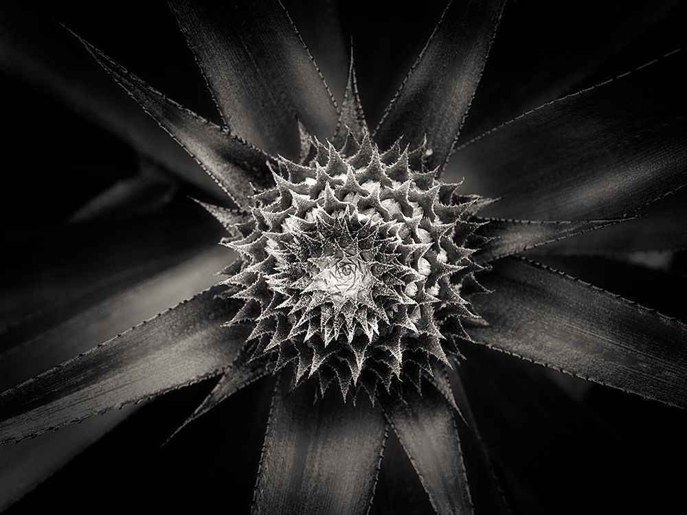Barbed art print by Joerg Sannwald for $57.95 CAD