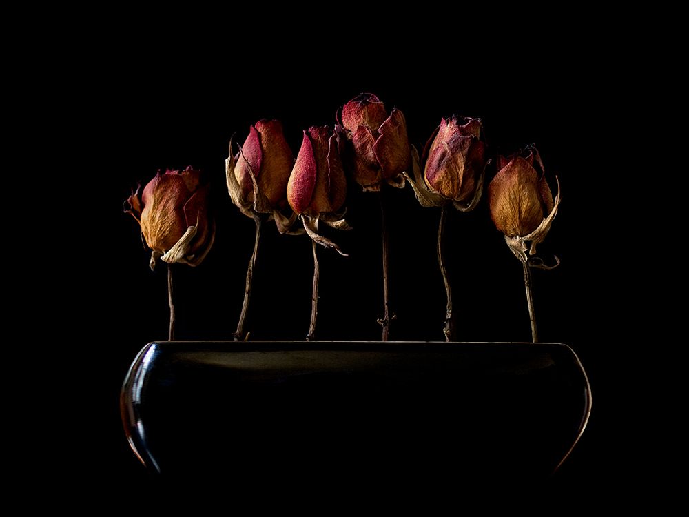 Night Garden art print by Jeffrey Hummel for $57.95 CAD
