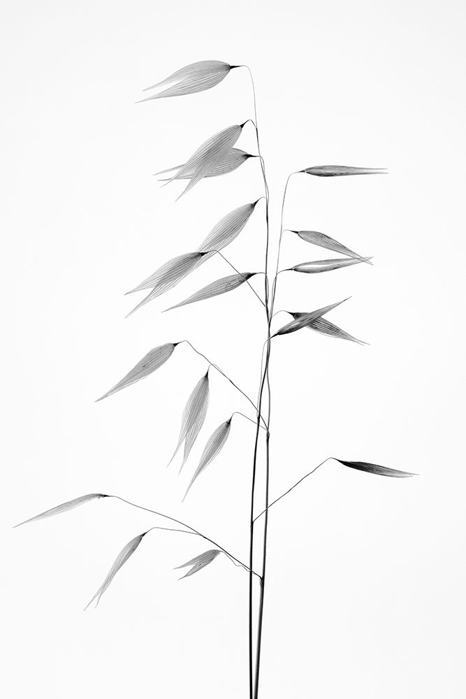 Sharpness of the nature art print by Thierry Lagandre for $57.95 CAD