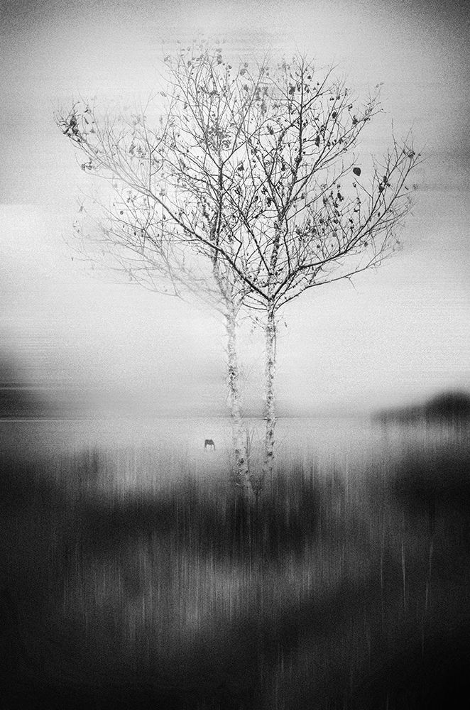 That Tree art print by Lisandro Perez Acevedo for $57.95 CAD