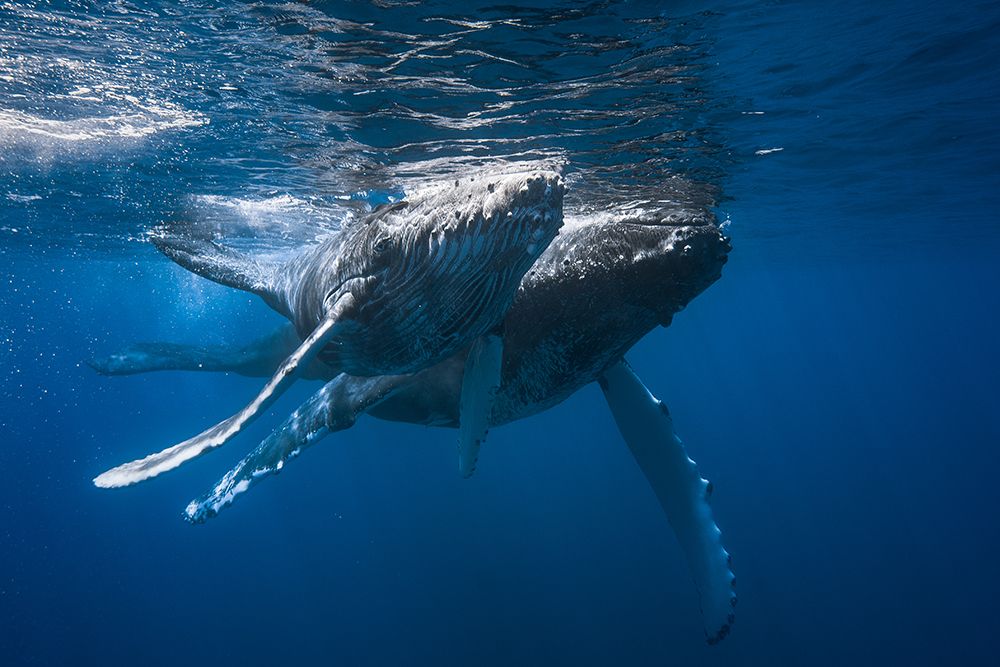 Humpback Whale art print by Barathieu Gabriel for $57.95 CAD