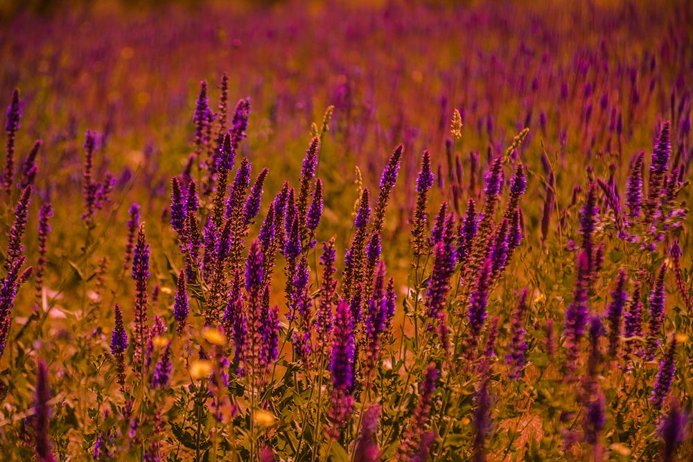Violets art print by Ali Heidari for $57.95 CAD