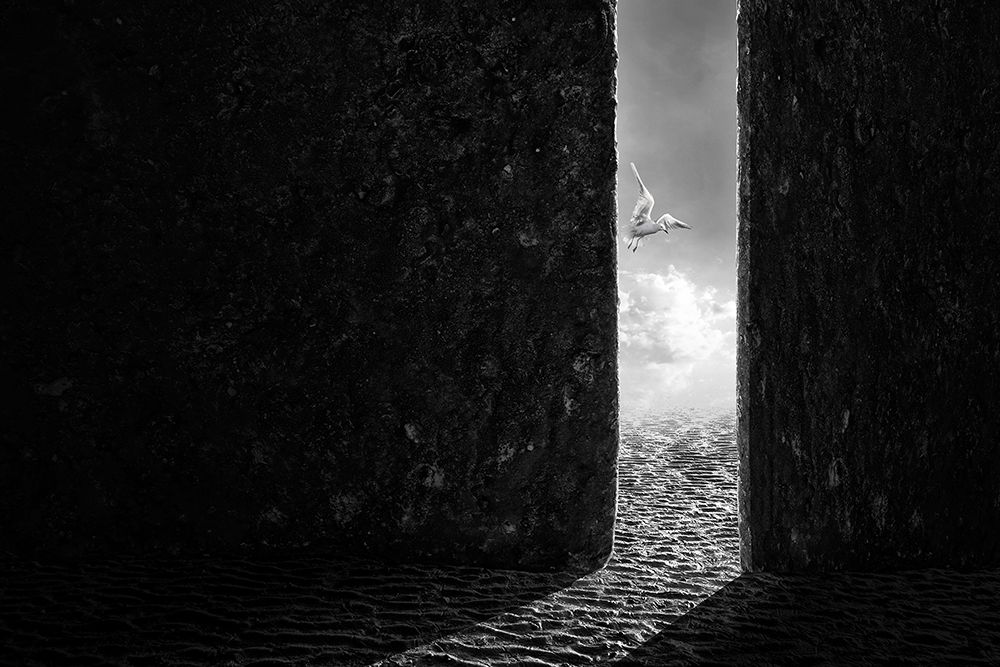 The White Bird art print by Sulaiman Almawash for $57.95 CAD