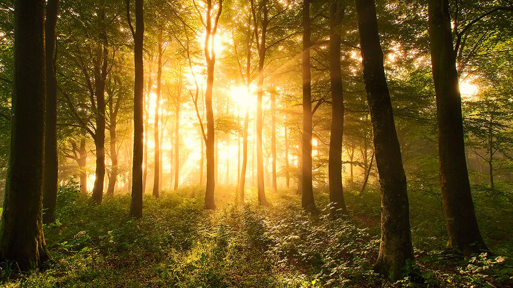 Light In The Forest. art print by Leif Londal for $57.95 CAD