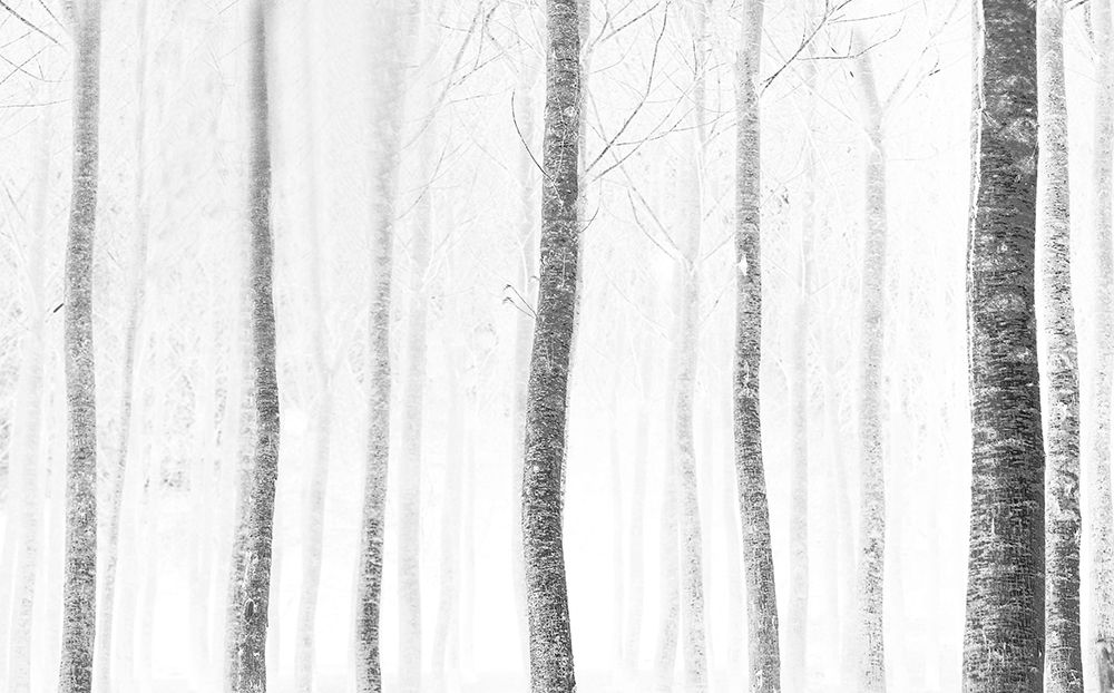 forest art print by Anna Cseresnjes for $57.95 CAD