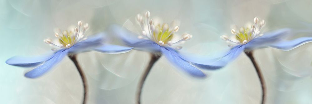 Dancing Anemones art print by Heidi Westum for $57.95 CAD