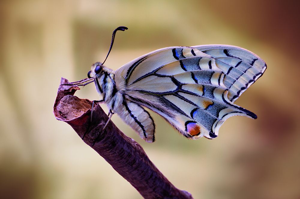 Basking art print by Jimmy Hoffman for $57.95 CAD
