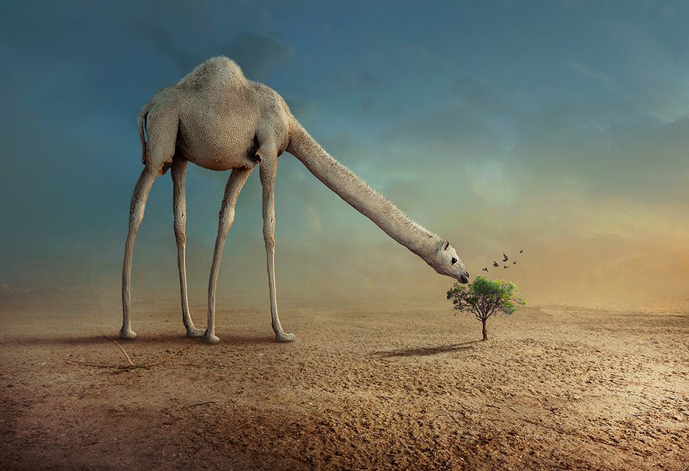 Camel and Tree art print by Sulaiman Almawash for $57.95 CAD