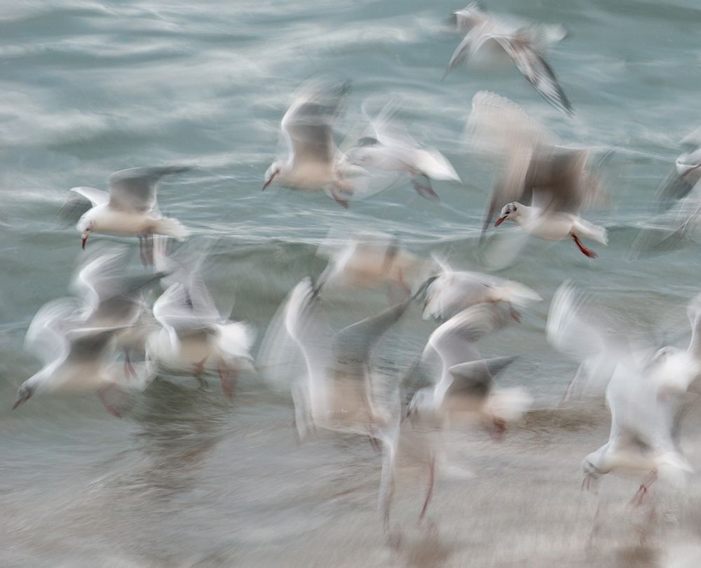 Birds art print by Claes Thorberntsson for $57.95 CAD