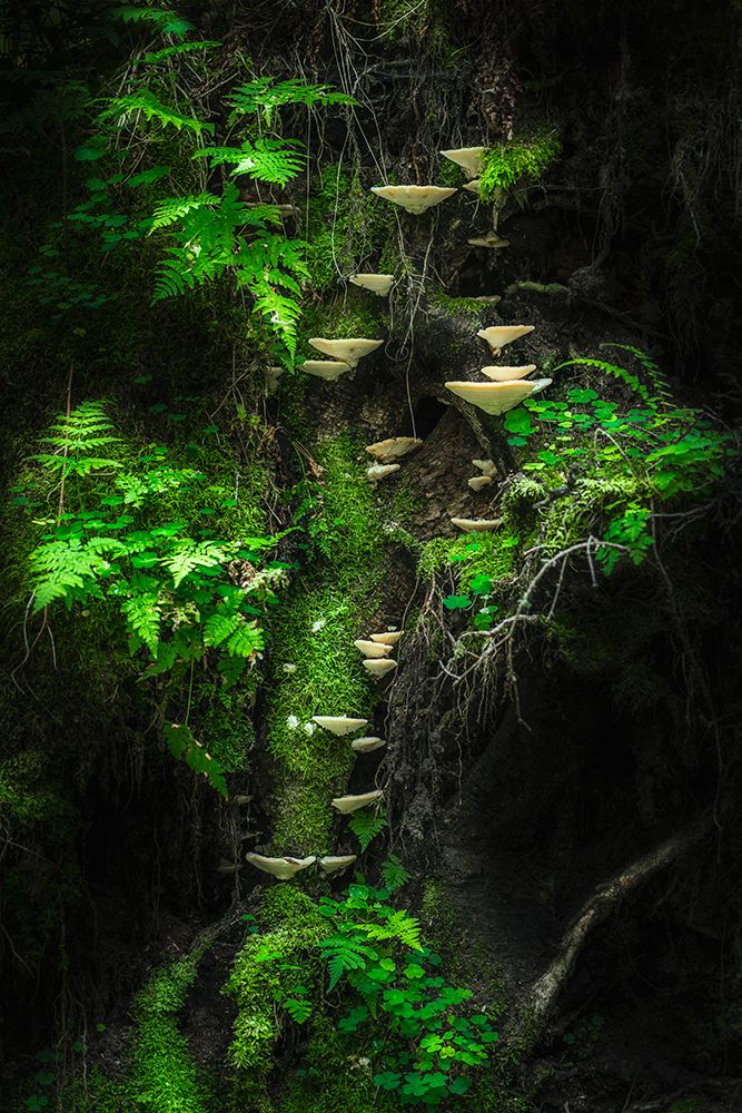 Mushroom Wall art print by Petri Damsten for $57.95 CAD