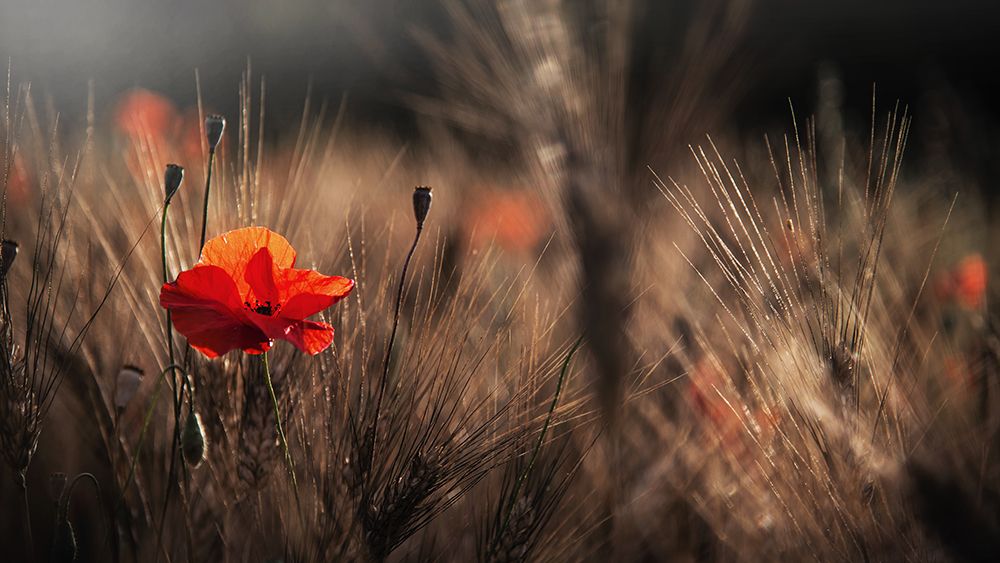 Poppy With Corn art print by Nicodemo Quaglia for $57.95 CAD