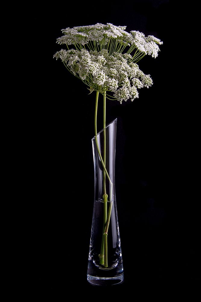 Flores art print by Patricia Gomez for $57.95 CAD