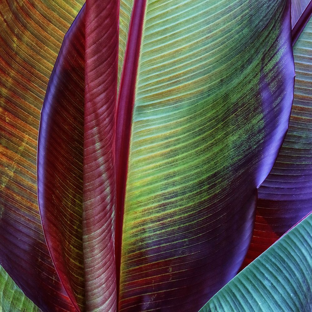 Banana Skin art print by Francois Casanova for $57.95 CAD