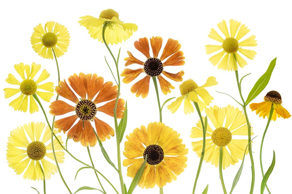 Helenium art print by Mandy Disher for $57.95 CAD