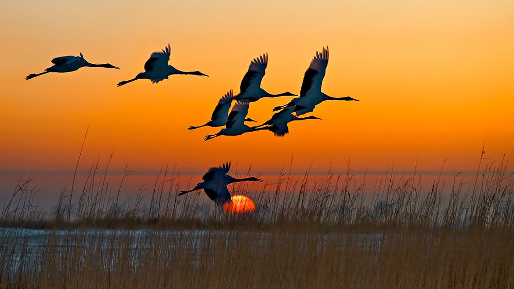 Red-Crowned Cranes art print by Hua Zhu for $57.95 CAD