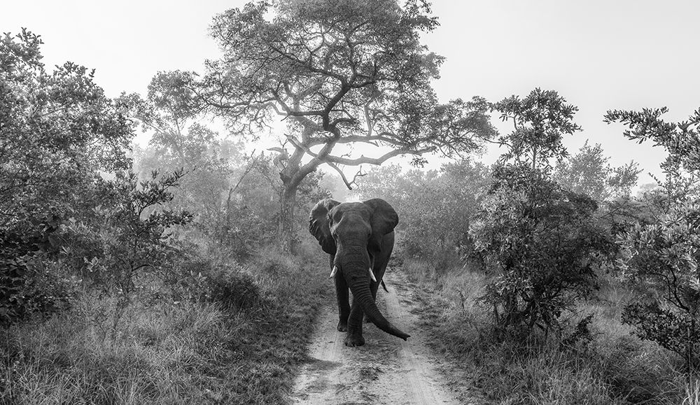 Walking Giant art print by Jaco Marx for $57.95 CAD