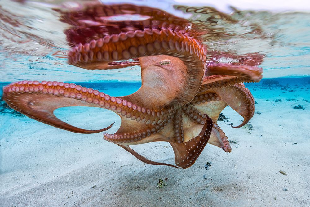 The Octopus Underside art print by Barathieu Gabriel for $57.95 CAD