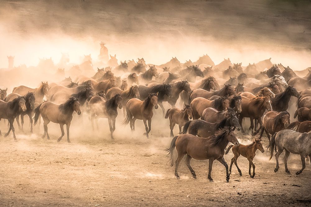 Yilki art print by Tunc Tuncel for $57.95 CAD
