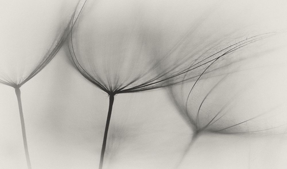Tragopogon art print by Lotte Gronkjar for $57.95 CAD