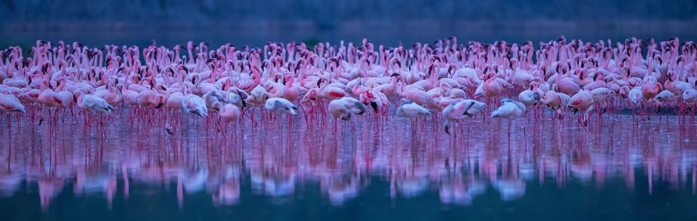 Flamingos art print by David Hua for $57.95 CAD