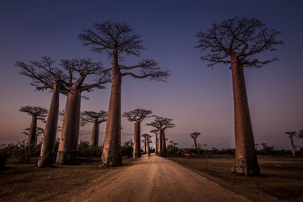 Allace Des Baobabs art print by Marco Tagliarino for $57.95 CAD
