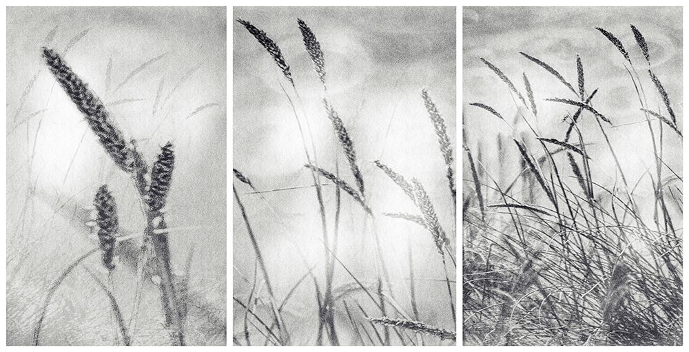 The Wilderness art print by Paulo Abrantes for $57.95 CAD