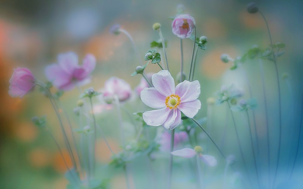 anemone art print by Miyako Koumura for $57.95 CAD