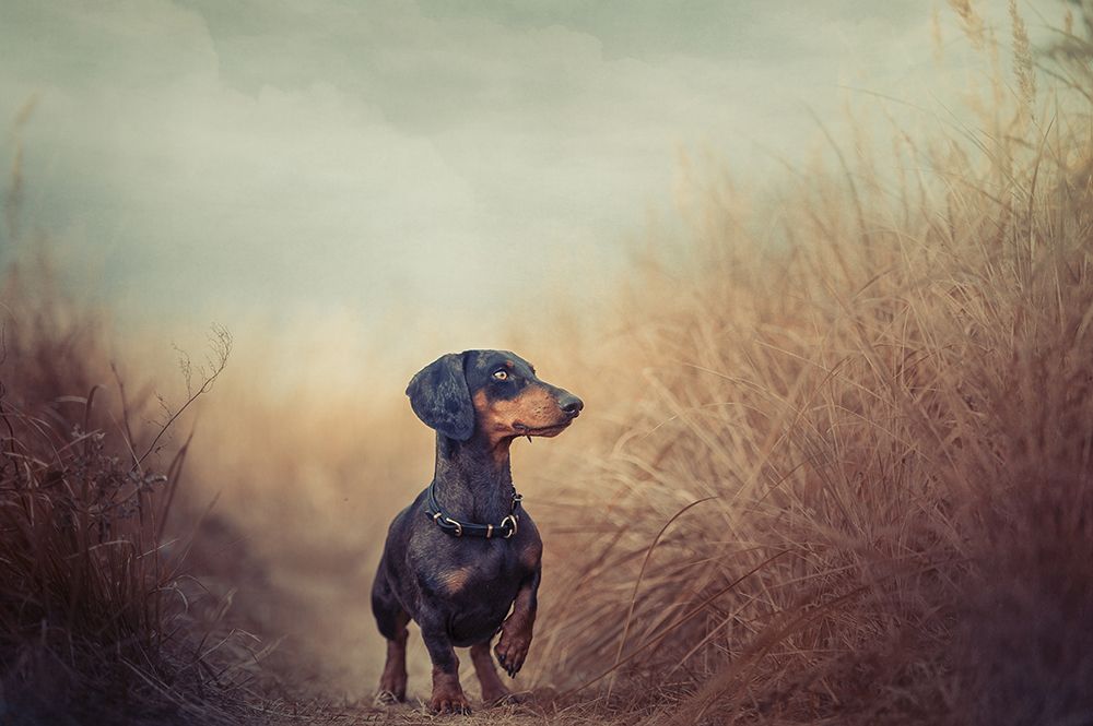 Nature is calling and I must go.. art print by Heike Willers for $57.95 CAD