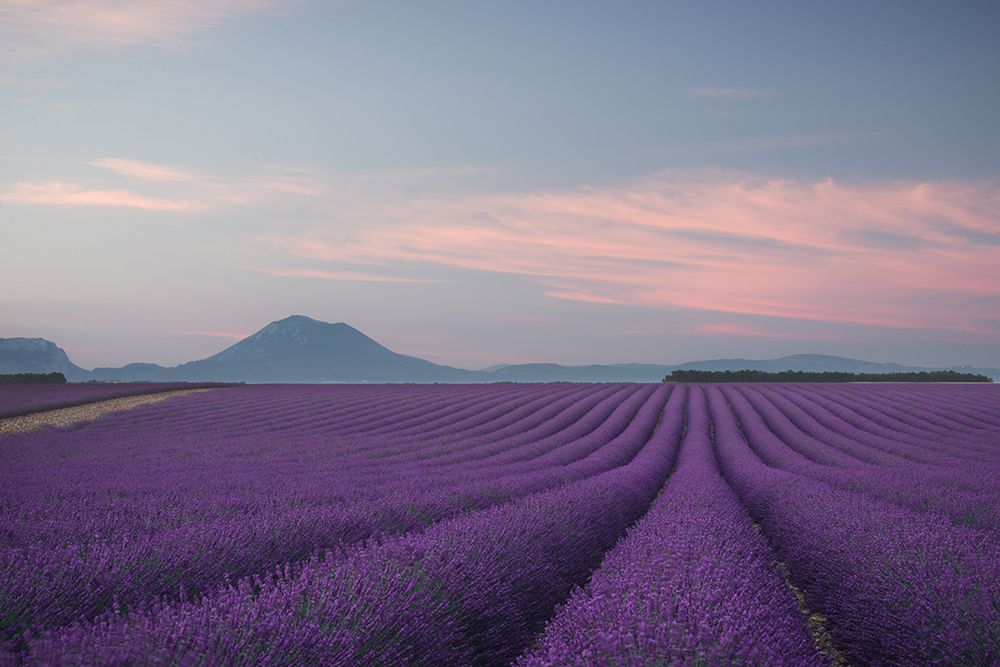 Lavender Field art print by Rostovskiy Anton for $57.95 CAD