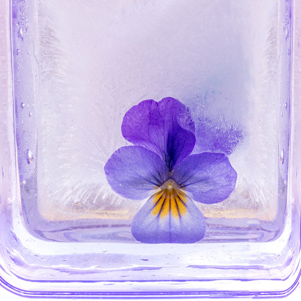 Frozen beauti art print by AnnicaWesterlund for $57.95 CAD