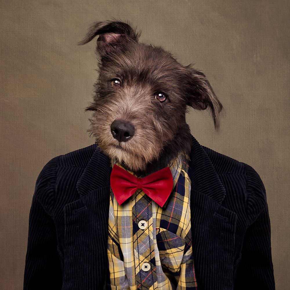 Shelter Pets Project - Ombrac art print by Tammy Swarek for $57.95 CAD