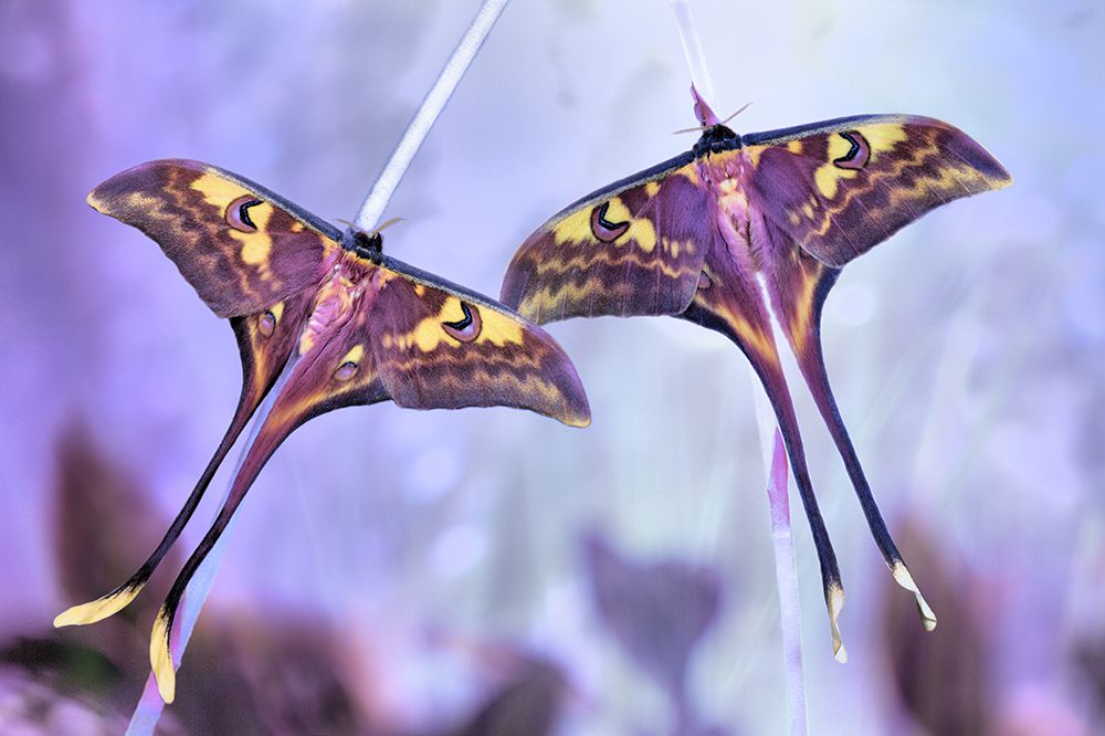 Actias art print by Jimmy Hoffman for $57.95 CAD